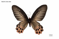 藏品(曙鳳蝶)的圖片